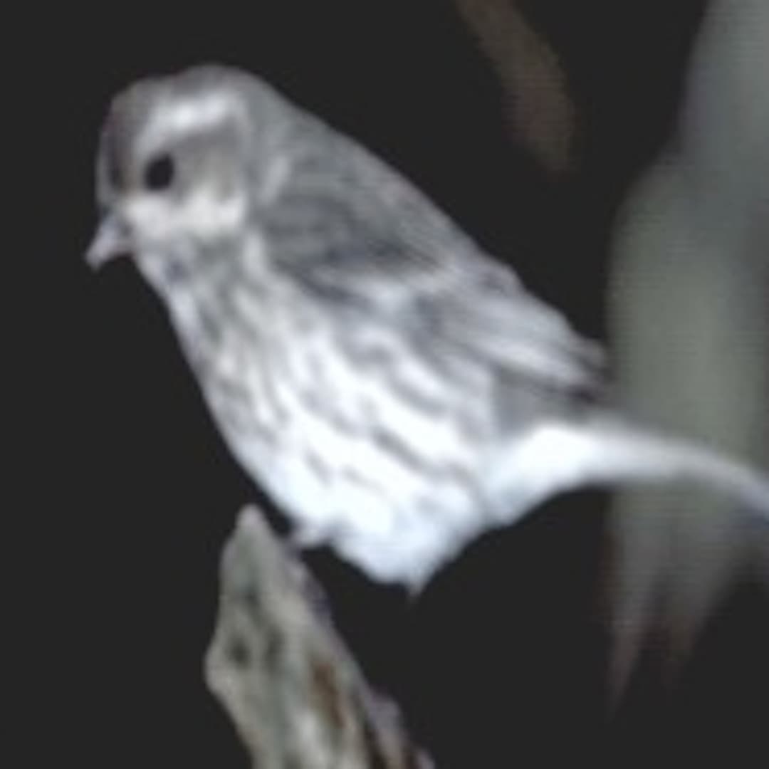 Hitori Tori Profile Image