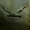 Ray Philp Profile Image