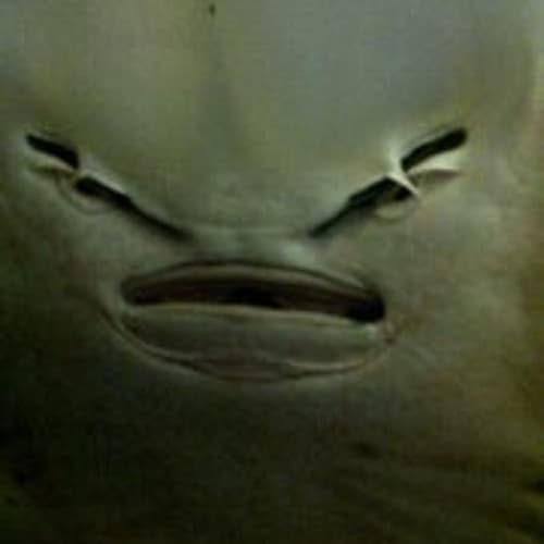 Ray Philp