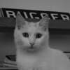 Hugo Mesi Profile Image