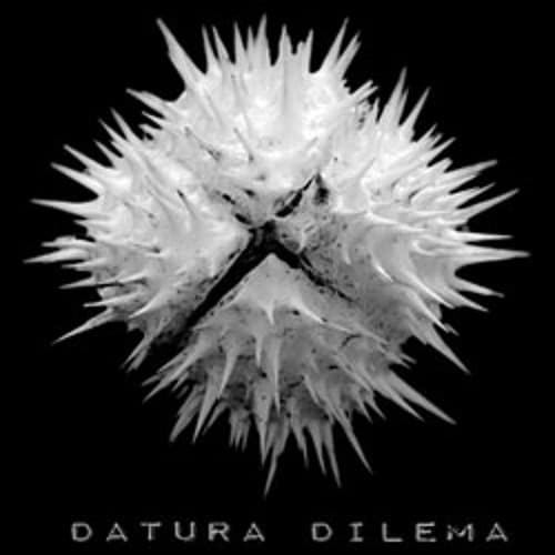 Datura Dilema Profile Image