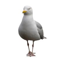Kettel