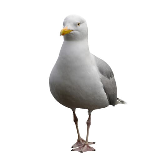 Kettel portrait