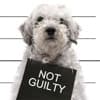 Audio is Guilty Profile Image