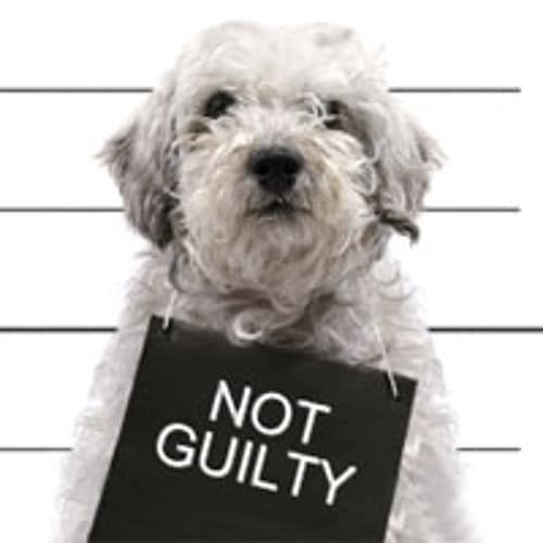 Audio is Guilty portrait