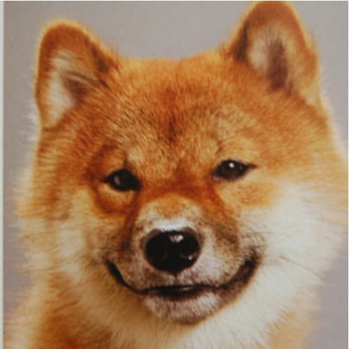 KVIS Profile Image