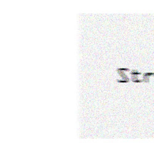 Stratowerx portrait