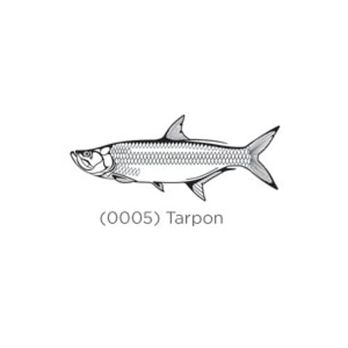 Tarpon portrait