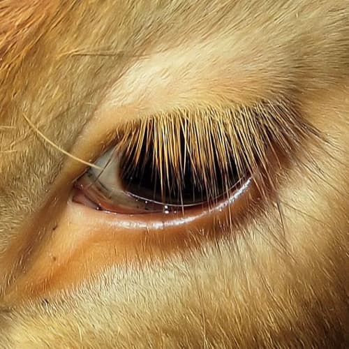 Falling Cows portrait