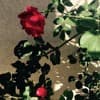 Warpaint Profile Image
