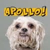 Apollo Pérez