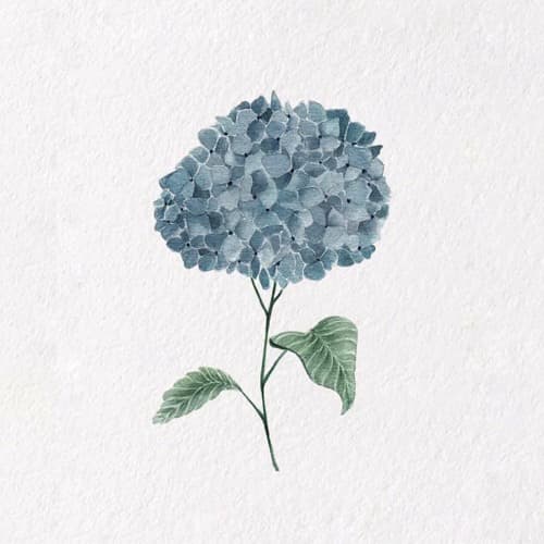 Hydrangea Profile Image