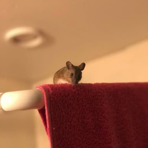 House Mouse Johnson portrait