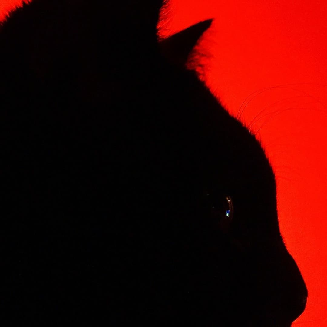 CätCät Profile Image