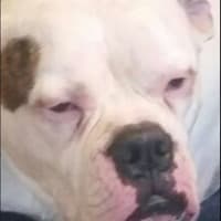 Elissa Suckdog