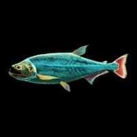 La Payara