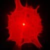 HVL Profile Image