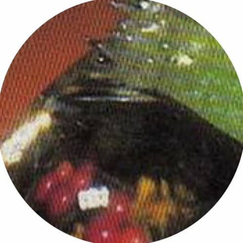 k2k portrait