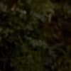 Black Mirror Park Profile Image