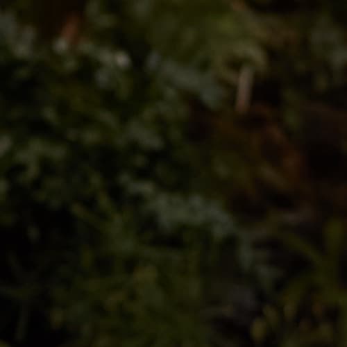 Black Mirror Park portrait