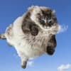 Hovercat Profile Image