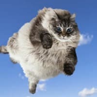 Hovercat