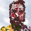 Sebastian Cantillo Profile Image