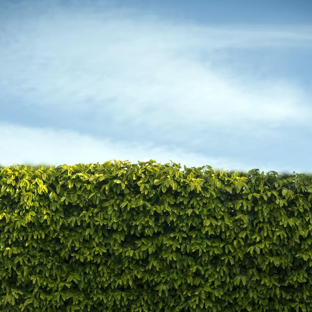Hedges Profile Image