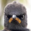 Paul Kine Profile Image