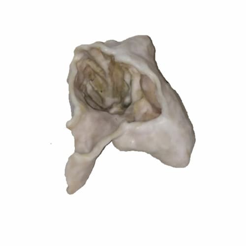 Bonebroth Profile Image