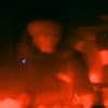 Puha Profile Image