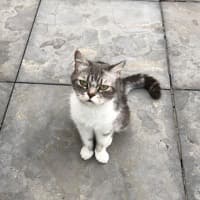 Poppy