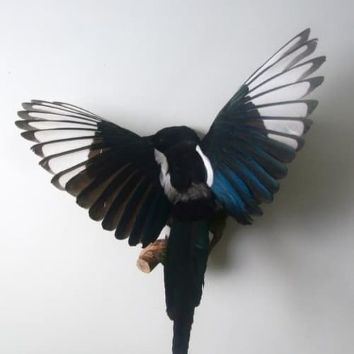 Last Magpie Profile Image