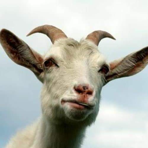 Lokua Profile Image