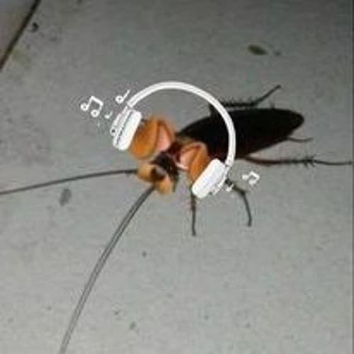 Suzie The Cockroach Profile Image