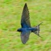 Wingnut Profile Image