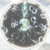 Azrel Profile Image