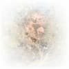 HKKPTR Profile Image