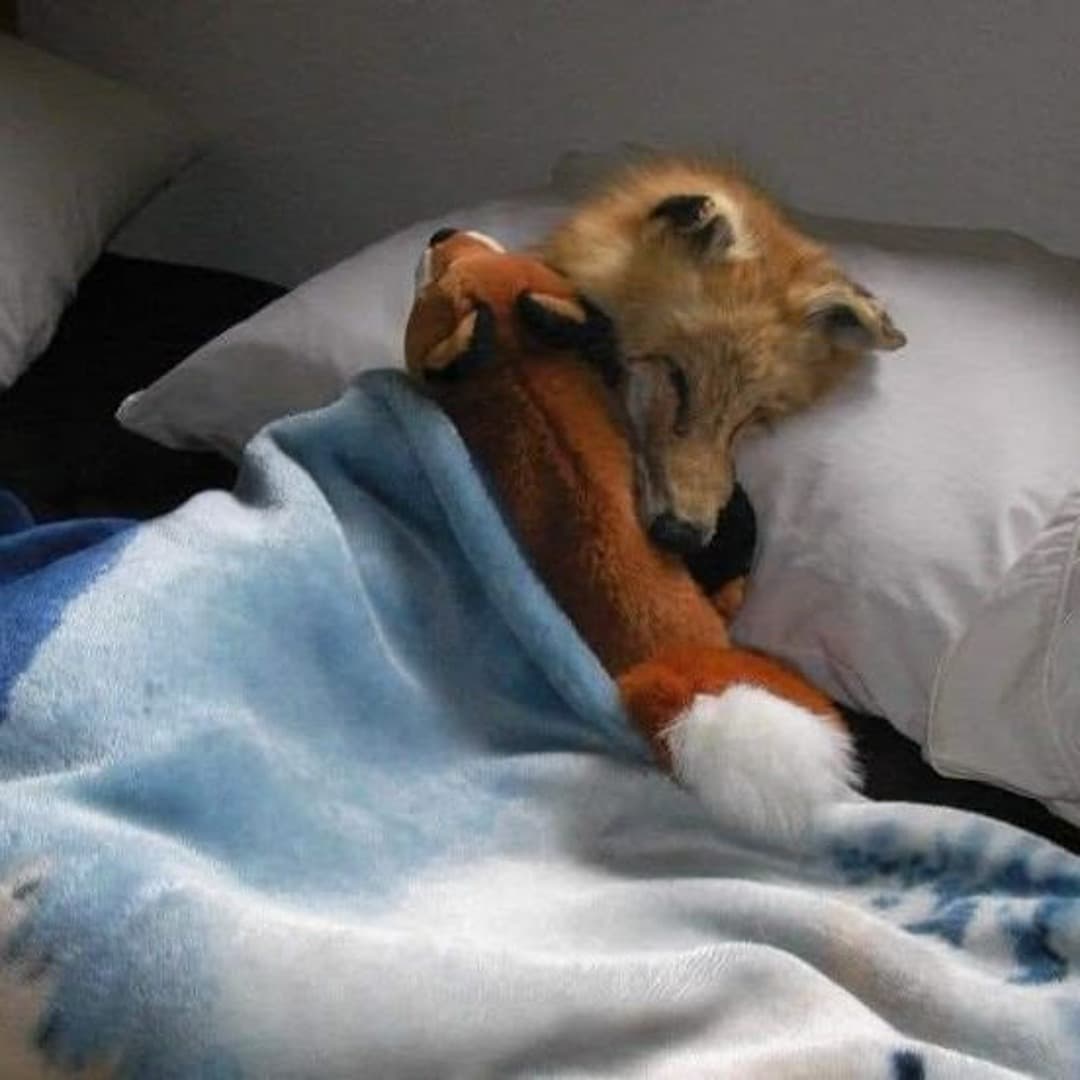 Foxxo Profile Image