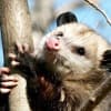 DJ Possum Profile Image