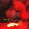 Hauer T Profile Image