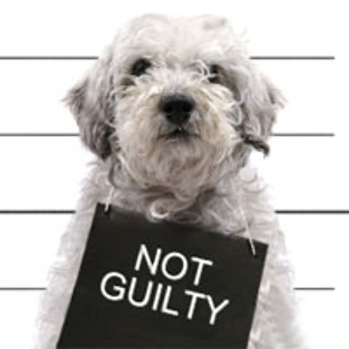 Portrait of Audio is Guilty
