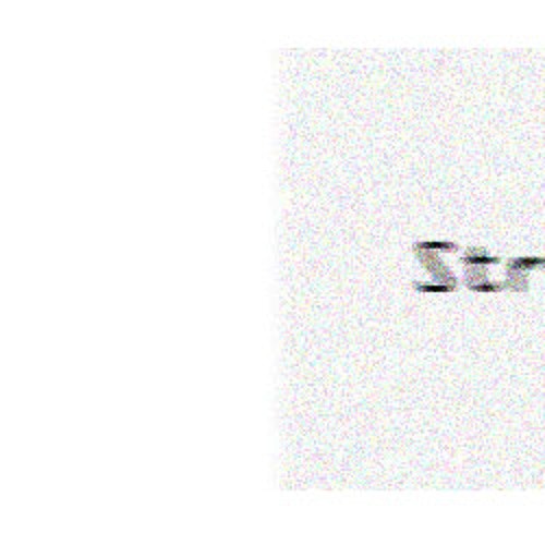 Portrait of Stratowerx