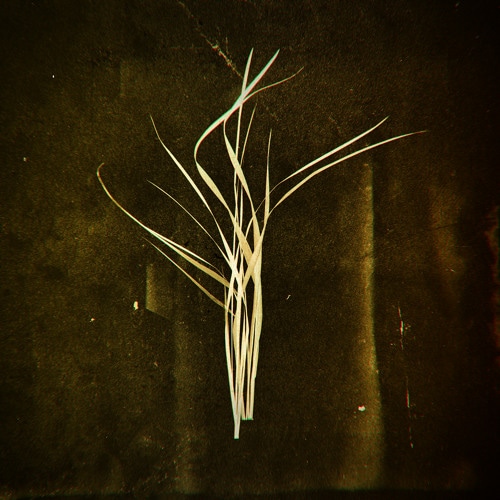 Portrait of Lumisokea