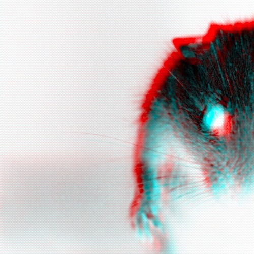 Portrait of Lab Mouse