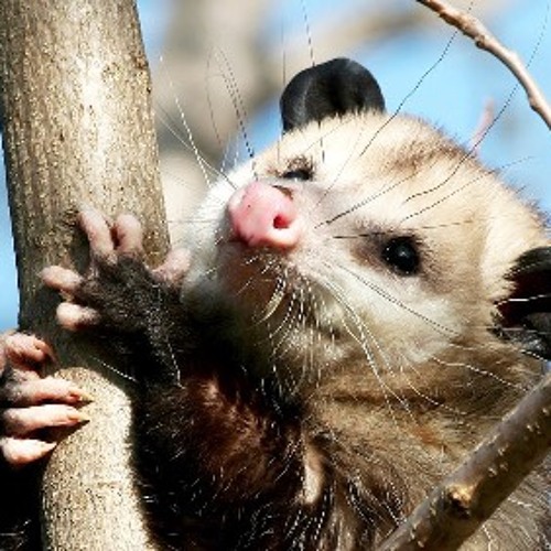 Portrait of DJ Possum